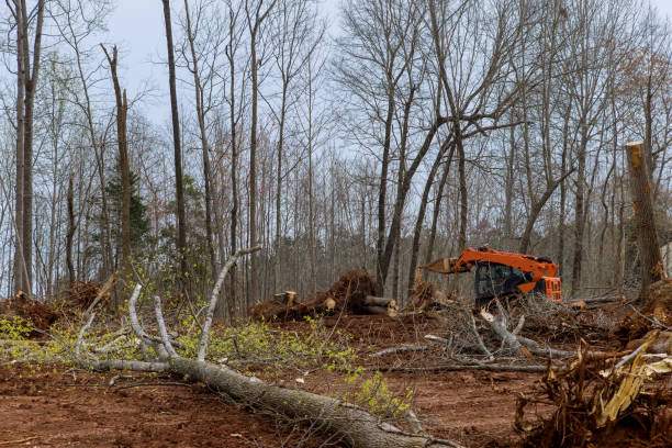 How Our Tree Care Process Works  in  Putnam Lake, NY